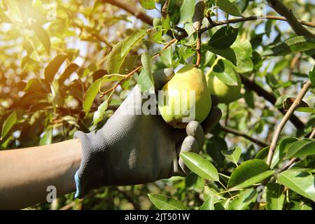 William Pear sur la branche d'arbre avec la main de récolte ou Holdin le fruit Banque D'Images