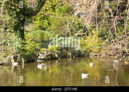 Birds on Lake, St Stephen's Green, Dublin, Irlande. St Stephen's Green est un parc public dans le centre de Dublin, avec de grands espaces pour la marche et profiter de la Banque D'Images