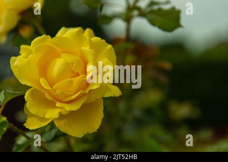Jardin de roses. Belle exposition de roses dans un grand jardin. Gros plan de petites roses rouges Banque D'Images