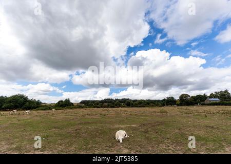 Moutons paître sur Bircher commun étaient l'été chaud a parché l'herbe. Herefordshire. ROYAUME-UNI Banque D'Images