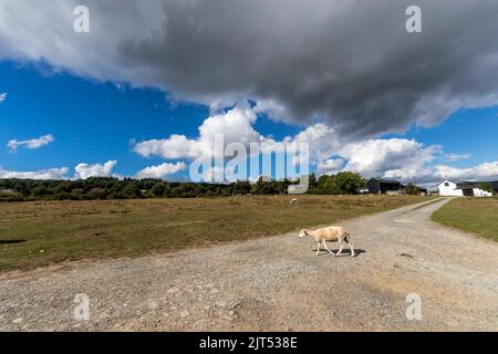 Moutons paître sur Bircher commun étaient l'été chaud a parché l'herbe. Herefordshire. ROYAUME-UNI Banque D'Images