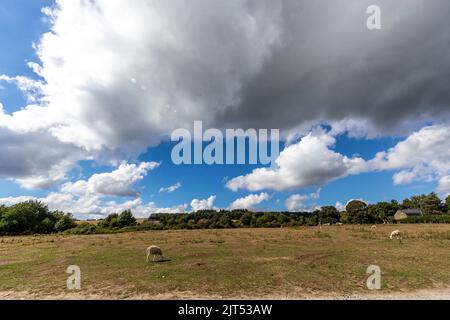 Moutons paître sur Bircher commun étaient l'été chaud a parché l'herbe. Herefordshire. ROYAUME-UNI Banque D'Images