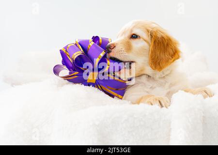 Mignon petit chiot Blonde allongé sur une couverture blanche. C'est une race de Hovawart élevés en Allemagne comme chien de garde. Banque D'Images