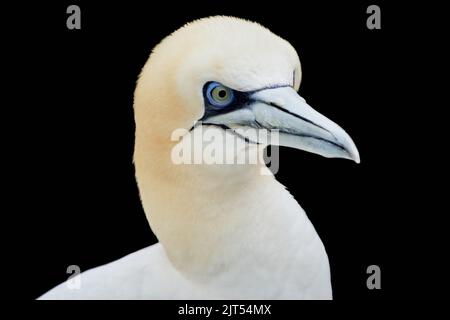 Portrait du gantet du Nord (Morus bassanus) isolé sur fond noir Banque D'Images