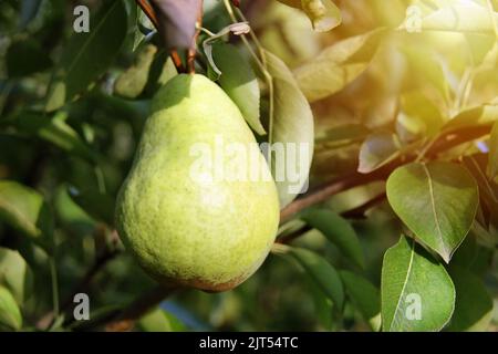 Magnifique William Pear sur Tree Branch Banque D'Images