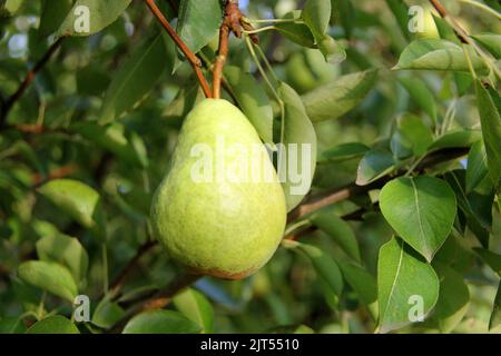 Belle William Pear vert sur la branche d'arbre Banque D'Images