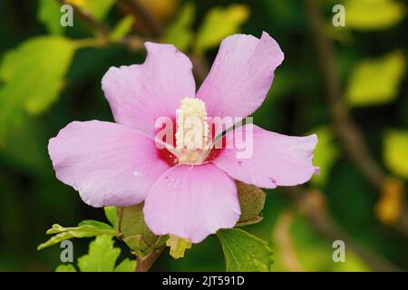 Gros plan sur une rose fraîche émergée de la fleur de Sharon, Hibiscus syriacus dans le jardin Banque D'Images