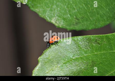 Photo macro de Ladybird sur Fig Tree Leaf Banque D'Images