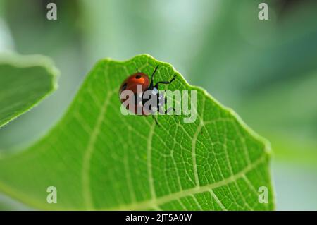 Photo macro de Ladybird sur Fig Tree Leaf Banque D'Images