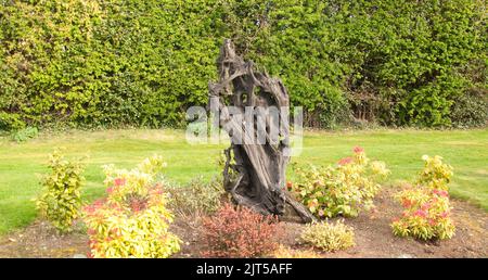 Chêne de tourbière, Ballinasloe, Co Galway, Eire, Irlande. Le chêne de tourbière se compose de racines de chêne-arbre qui ont été enterrées dans des tourbières depuis des milliers d'années, Banque D'Images