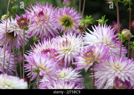 Dahlia 'Clearview Cameron' en fleur. Banque D'Images