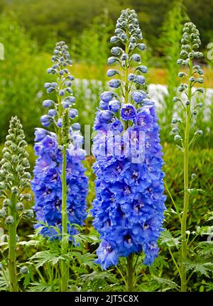 Fleurs de Delphinium en dentelle bleue Banque D'Images