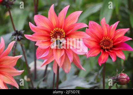 Une abeille bourdonnante s'assit sur Dahlia 'Waltzing MathildaÕ. Banque D'Images