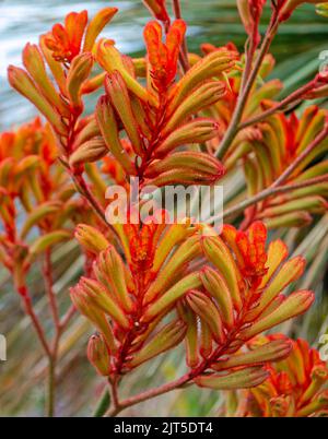 Orange Cross Kangaroo Paw fleurs Banque D'Images