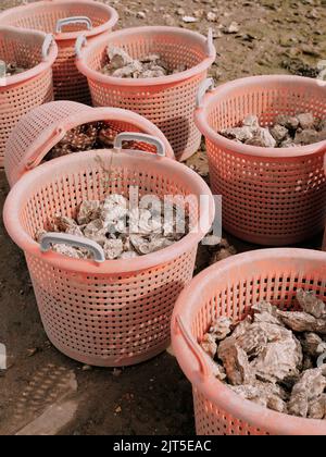 Huîtres fraîchement débarquées dans des conteneurs en plastique sur la rive à marée basse à West Mersea Harbor, Mersea Island, Essex England UK - fruits de mer locaux Banque D'Images