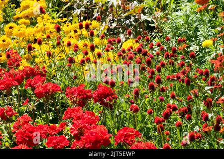 Lit de fleurs herbacées rouge jaune en été rouge pelargoniums, rouge Globe Amaranth et jaune Rudbeckias 'maya' coloré lit mélangé Banque D'Images