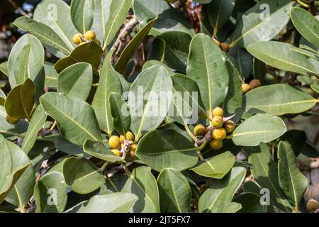 Feuilles et fruits de l'arbre de figuiers de Port Jackson Banque D'Images