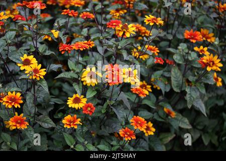 Heliopsis helianthoides 'saignements de coeur' en fleur. Banque D'Images