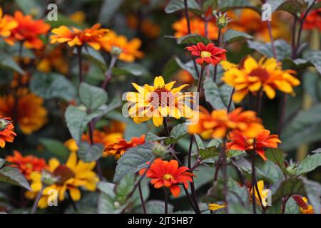 Heliopsis helianthoides 'saignements de coeur' en fleur. Banque D'Images