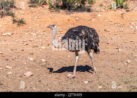 Gros plan sur l'oiseau sauvage d'autruche commun africain. Afrique du Sud Banque D'Images