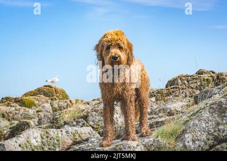 chien doré marron debout au bord de la côte avec mouettes en arrière-plan Banque D'Images