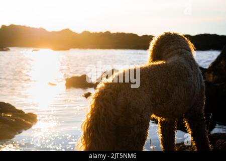 golden doodle dog appréciant le coucher du soleil sur la côte de la mer Banque D'Images