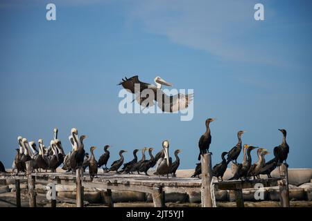 Beaucoup d'oiseaux pélican brun de Californie sur du bois au-dessus de l'eau à Rio Lagartos, Yucatan, Mexique Banque D'Images