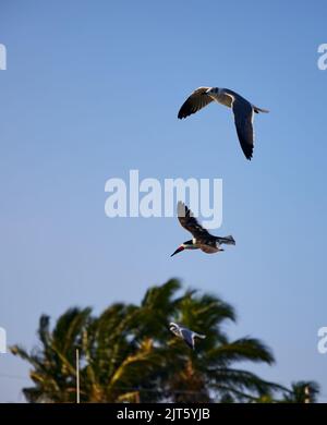 Une belle photo de deux goélands en riant oiseaux volant dans le ciel bleu, vue verticale Banque D'Images