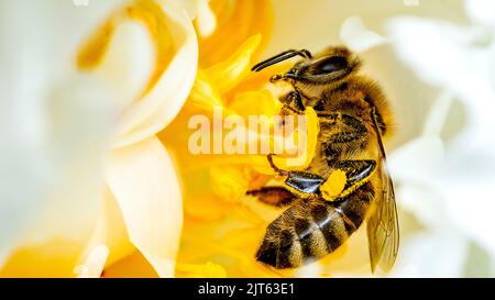 Photo macro de l'abeille carniolan collectant le nectar d'une fleur jaune avec un arrière-plan flou Banque D'Images