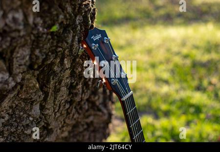 Col de guitare Taylor Banque D'Images