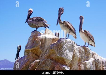 Pélicans bruns (Pelecanus occidentalis) sur une roche à la fin du Land, Cabo San Lucas, Baja Califonia, Mexique Banque D'Images