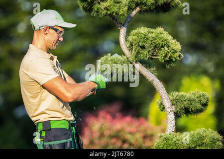 Ouvrier de jardin professionnel caucasien taille d'arbre décoratif à l'aide de cisailles de jardin. Port des yeux lunettes de sécurité. Banque D'Images