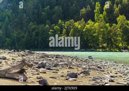 Plage de galets lumineuse avec tronc d'arbre sec mort pittoresque, rivière de montagne verte Katun, forêt sur la montagne en arrière-plan avec DOF peu profond, magnifique Banque D'Images