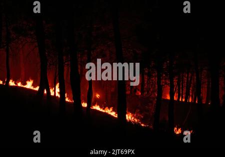 Silhouette d'une forêt brûlante la nuit Banque D'Images