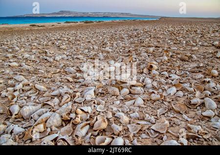 Bord de mer d'une île désertique couverte de milliers de coquillages Banque D'Images