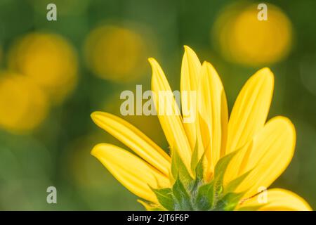 Un tournesol jaune vif sur fond de bokeh jaune et vert. Banque D'Images