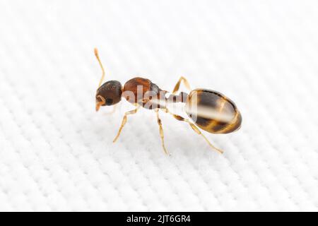 Une femelle Temnothorax curvispinosus a mangé dans le processus de se débarrasser de ses ailes, ostensiblement pour devenir une reine et de commencer une nouvelle colonie. Banque D'Images