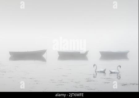 Les cygnes pagayent dans le lac et le matin s'embuent avec des bateaux en arrière-plan Banque D'Images