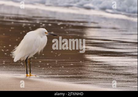 Un gros plan d'un aigrette blanc debout sur la plage de sable et à la recherche de nourriture dans le surf Banque D'Images