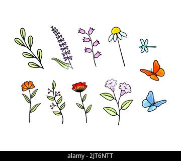 Ensemble de fleurs vectorielles, fleurs sauvages, feuillage, fleurs et fleurs. Nature, plante, insectes, libellules et papillons, dessin vectoriel et illustration
