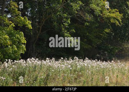 Une plaque de Thistles rampantes (Cirsium arvense) dans les semences de la marge de champ devant une zone de forêt Banque D'Images