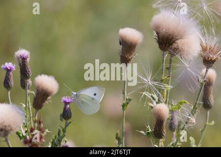 Un grand papillon blanc (Pieris brassicae) fourré sur une fleur de chardon parmi les graines et les têtes de fard rampant (Cirsium arvense) Banque D'Images