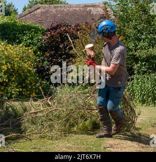 Hampshire, Angleterre, Royaume-Uni. 2022. Le chirurgien de l'arbre défrichant les branches coupées d'un pin écossais qui est abattu dans un jardin britannique. Banque D'Images