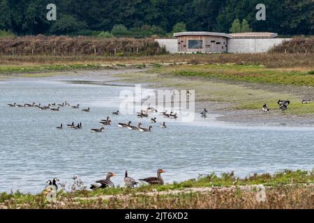 Troupeau d'oies en face de la cachette d'oiseaux à Waterdunen, réserve naturelle le long de l'Escaut occidental / Westerschelde, Zeeuws-Vlaanderen, Zélande, pays-Bas Banque D'Images