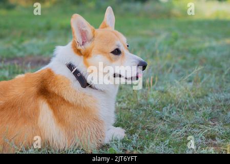 un chien royal de corgi se trouve sur l'herbe Banque D'Images