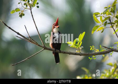 Un gros plan de kingfisher commun qui perche sur une branche d'arbre et regarde avec un bec ouvert Banque D'Images