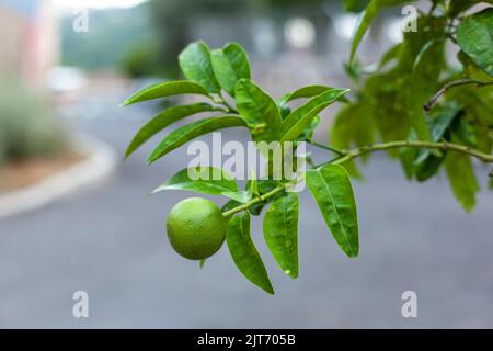 citron non mûr poussant sur un arbre de lime Banque D'Images