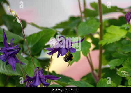 Un gros plan de la fleur d'Aquilegia vulgaris avec des feuilles vertes Banque D'Images