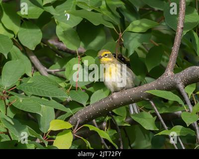 Une Paruline de Townsend en Alaska Banque D'Images