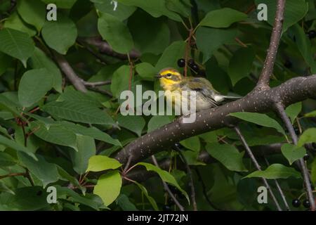 Une Paruline de Townsend en Alaska Banque D'Images